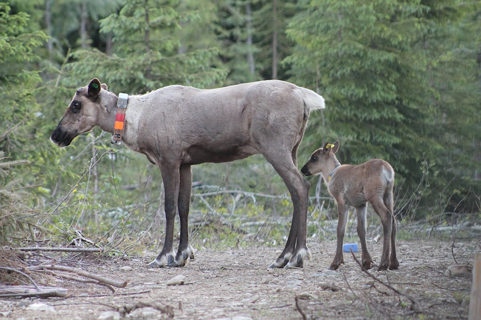 15942217_web1_Caribou-maternity-pen