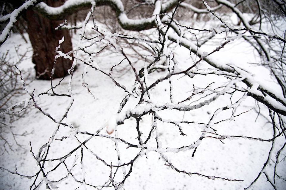 18165119_web1_snow-and-iced-branches-trees