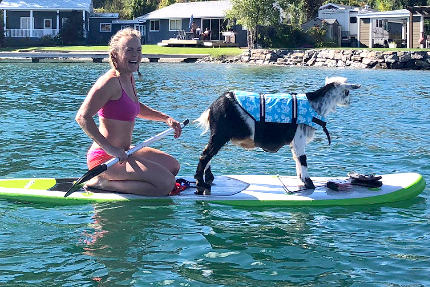 22534498_web1_copy_200903-VMS-paddleboarding-goat-Shanda_2