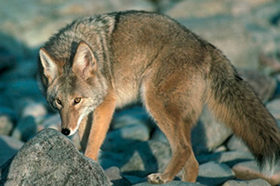 24276487_web1_Coyote