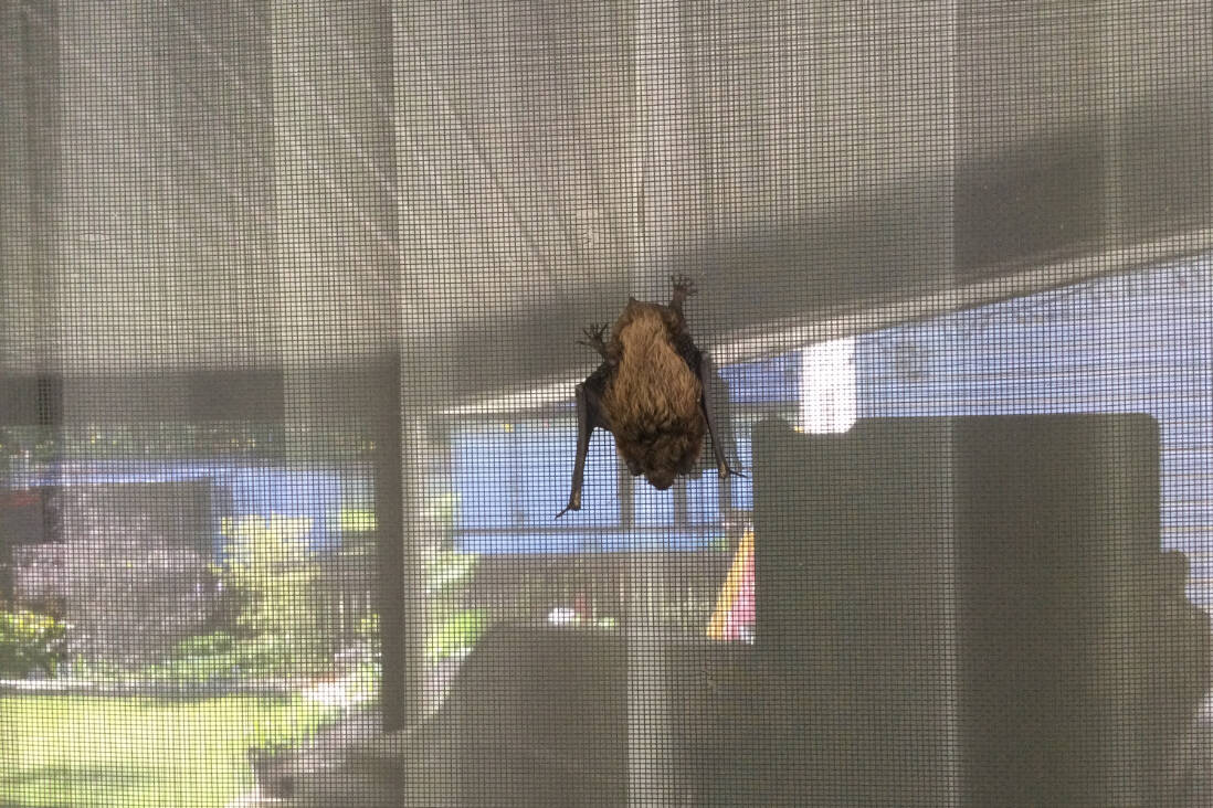 Bats found in odd locations around the Kootenays as pups start flying