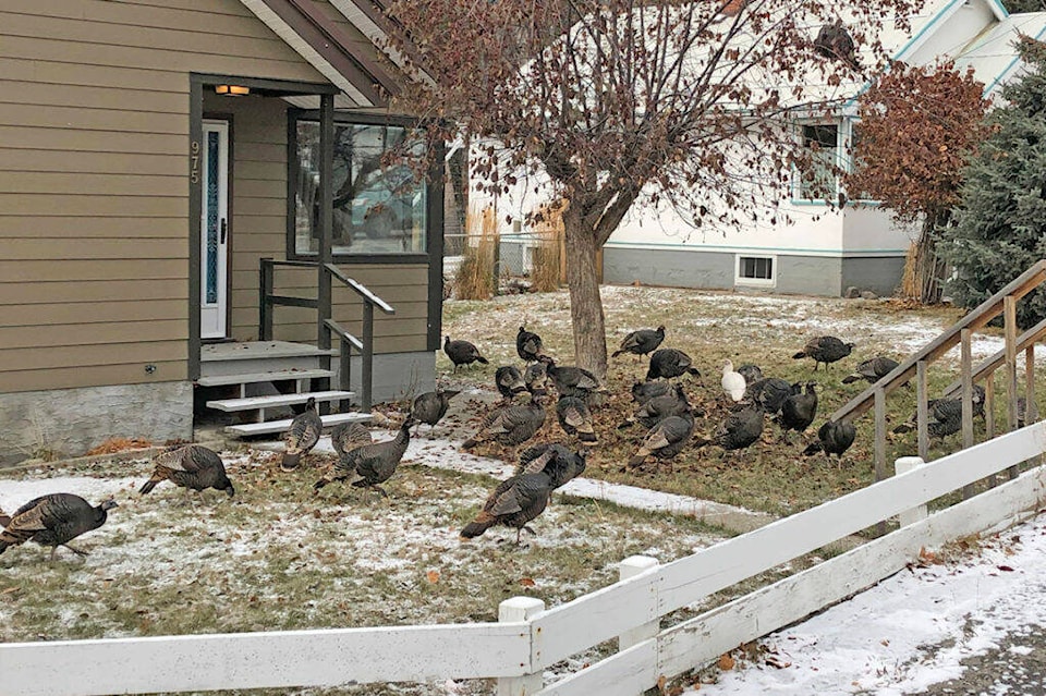 30380207_web1_220920-KDB-wildturkeys-K_1