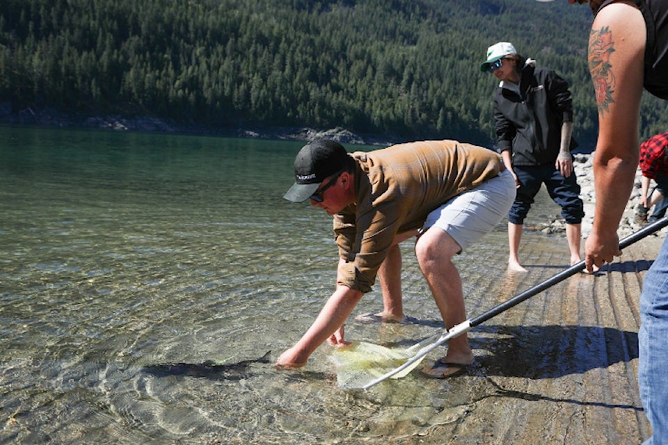 Lance Thomas, with the Ktunaxa Nation’s ʔa·knusti (Guardian) program, releases an acoustically tagged adult sockeye salmon into the Arrow Lakes on Aug. 30. 