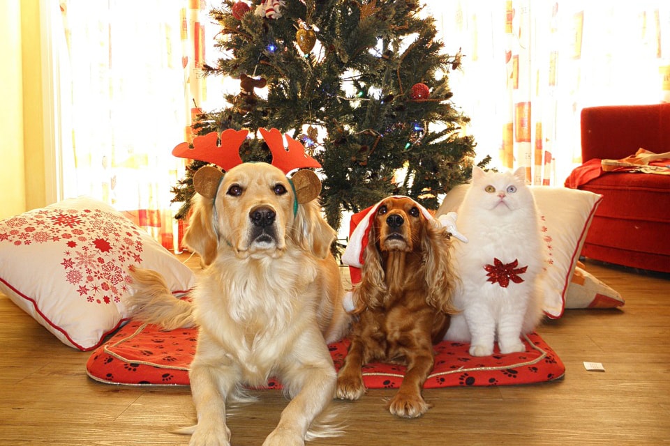 christmas-pets-oliverromero