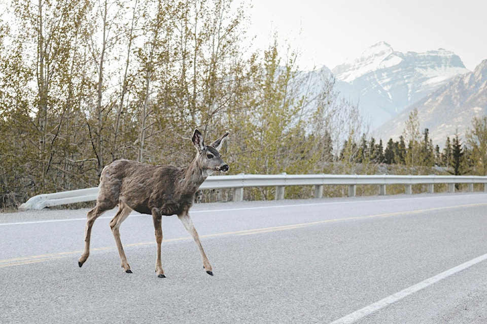 deer-on-road