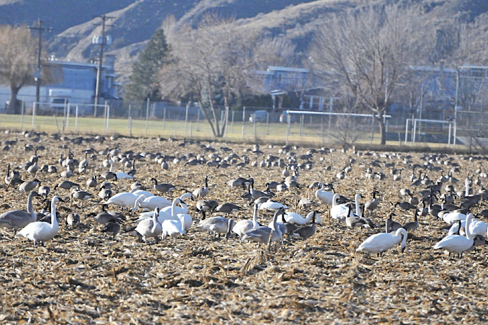trumpeter-swans