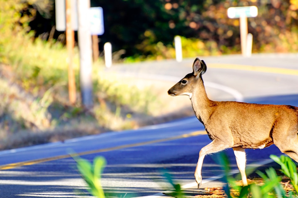 deer-in-ditch-by-road