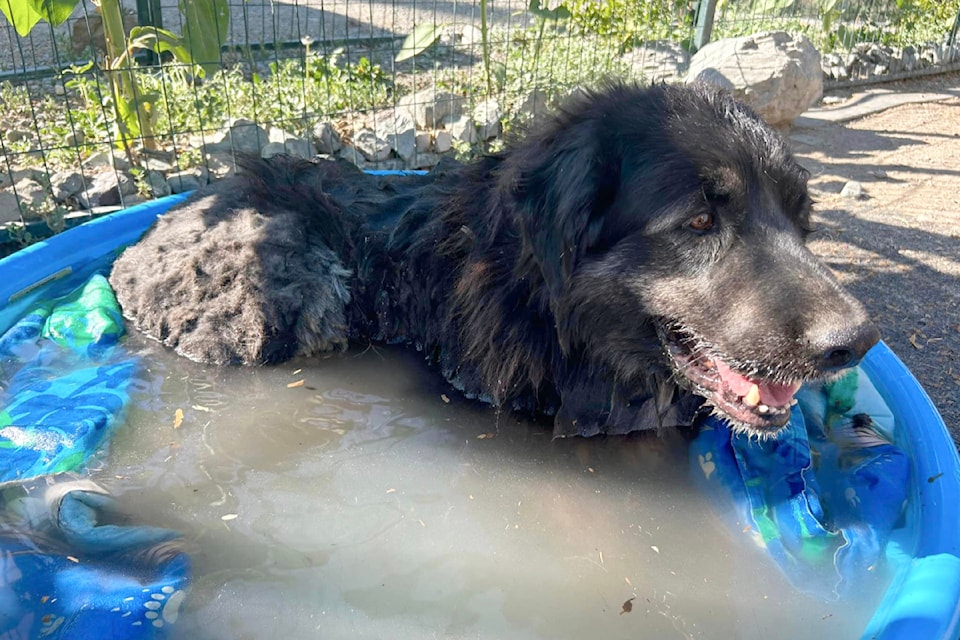 A dog with badly burned paws was rescued from Venables Valley by firefighters and taken to Angel's Animal Rescue near Merritt, where it was able to cool off and soothe its feet.