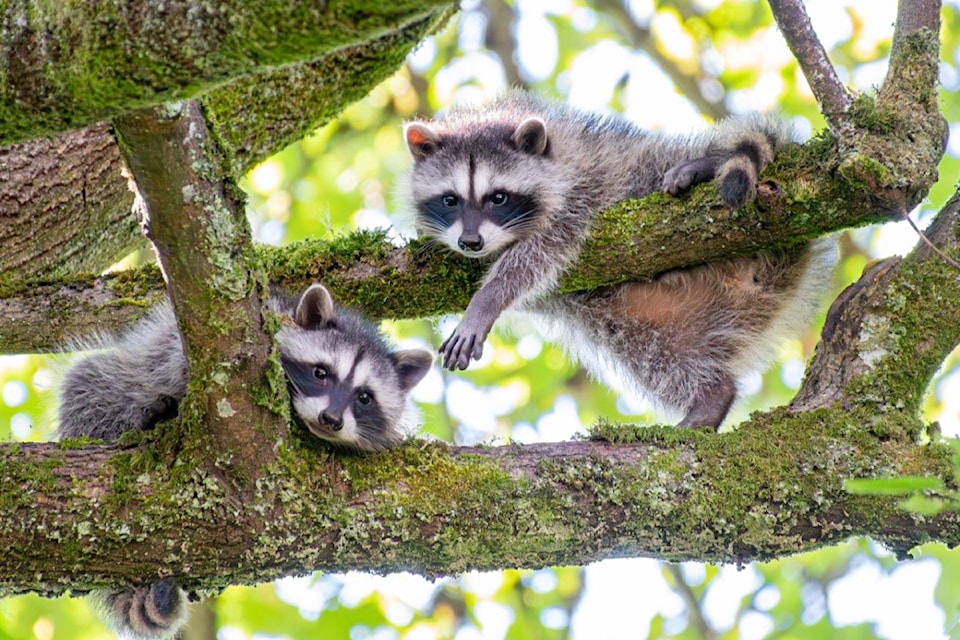 'Two raccoon kits climbing a tree' was the 2023 Wildlife-in-Focus winner in the Backyard Habitats category.
