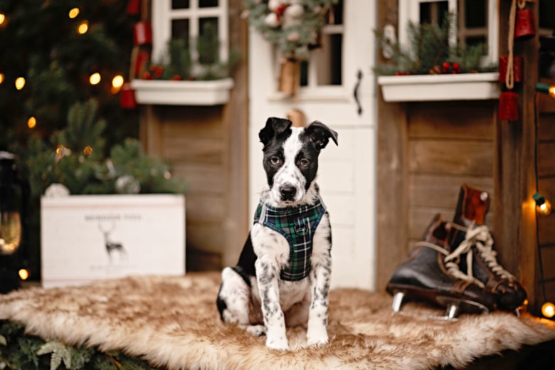 bc-spca-dog