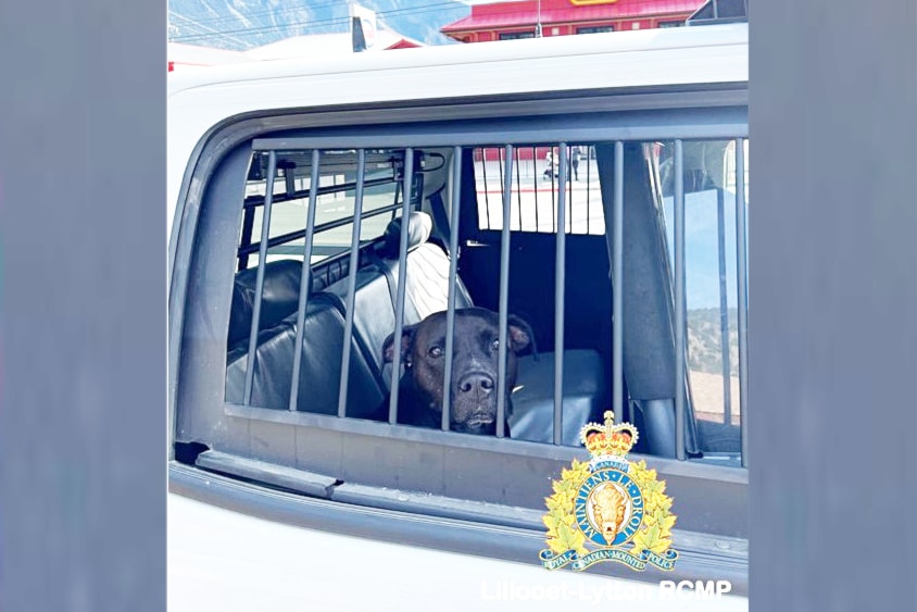 lytton-rcmp-dog