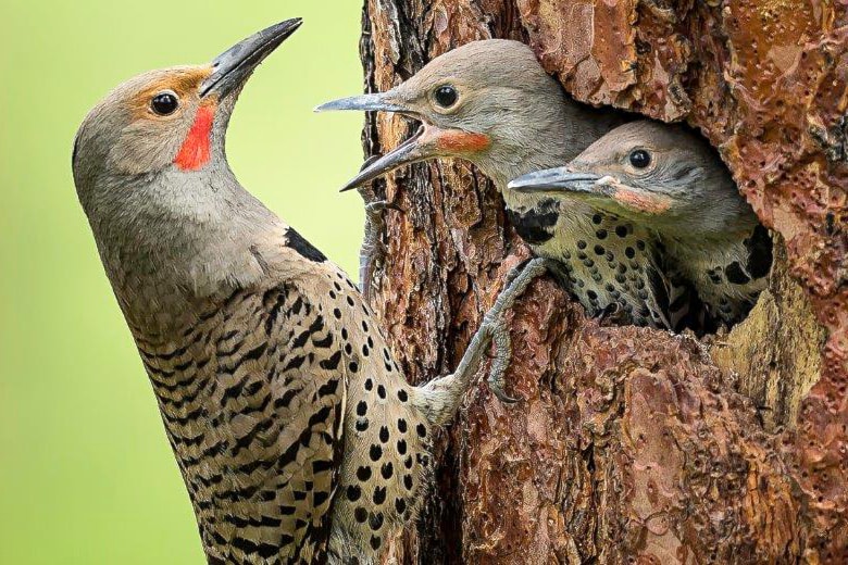 'Northern flicker' by Bruce Turnbull of Pentiction was first overall in the 'Backyard Habitats' category in the BC SPCA's 'Wildlife-in-Focus' contest 2024.