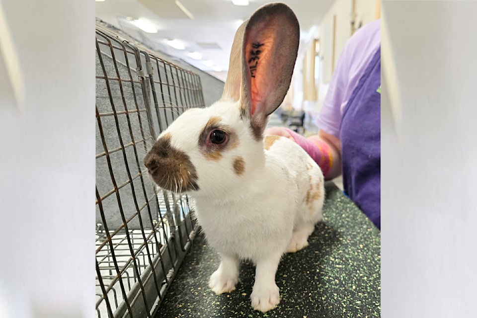 First place Junior English Spot rabbit #364. English Spot rabbits are known for their unique marking and good temperament.