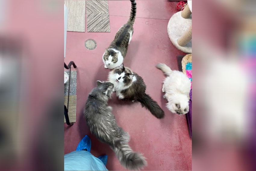 spca-cats-web