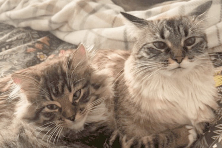 Hermione (l) was the first BC SPCA adoption of 2025, and is shown cuddling with her new big sister, Ophelia.