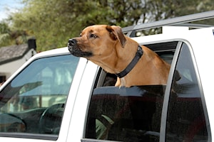 BC SPCA reminds drivers that hot dogs in vehicles aren't cool