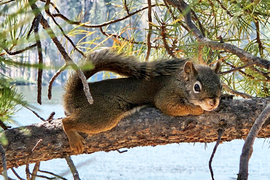 loon-lake-squirrel
