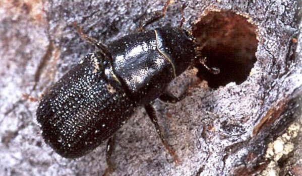 10558BCLN2007pinebeetle6web