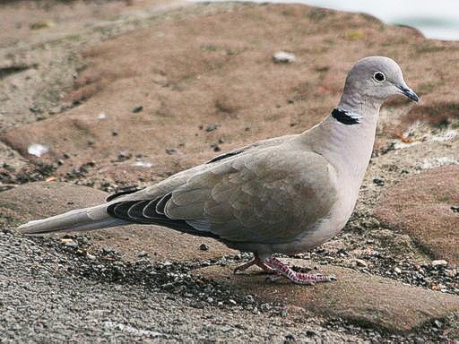 14879ashcroftEurasian_Collared-Dove_RWD2