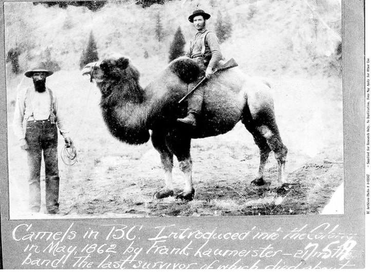 17772ashcroftCamel2