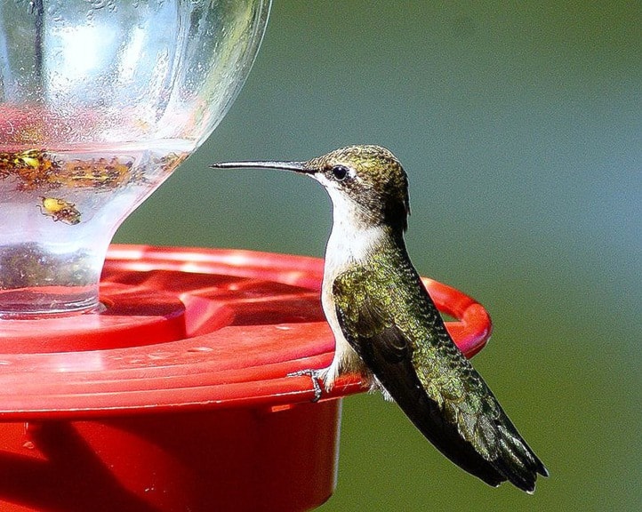 27571ashcroftHummingbird2WikiComm