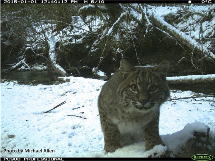 40886ashcroftBobcat