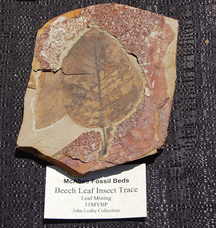 82552ashcroftMcAbeeleaffossil