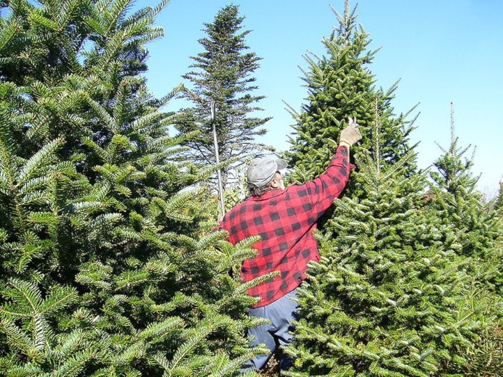 99782ashcroftBalsam_Fir_Christmas_Tree_Pruning