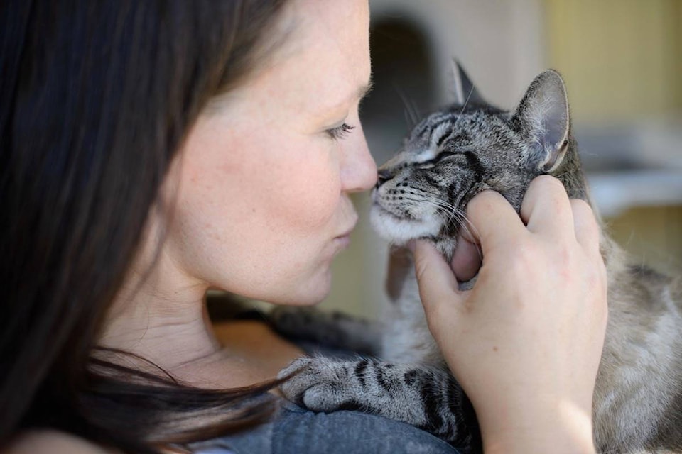 7819852_web1_170725-ACC-M-SPCA-cat-adoption