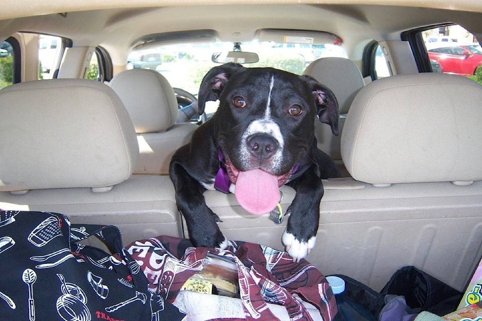 web1_170703-ACC-M-Dog-in-car