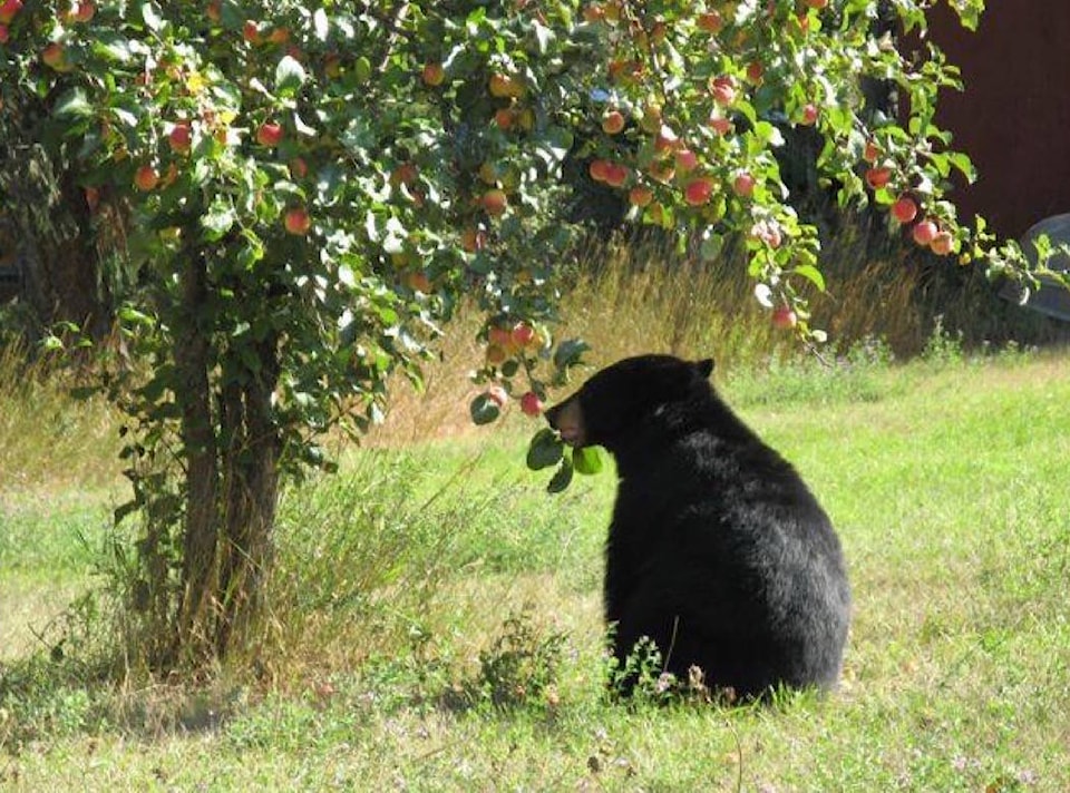 8272703_web1_170829-ACC-M-Bear-and-fruit-Louise-Williams
