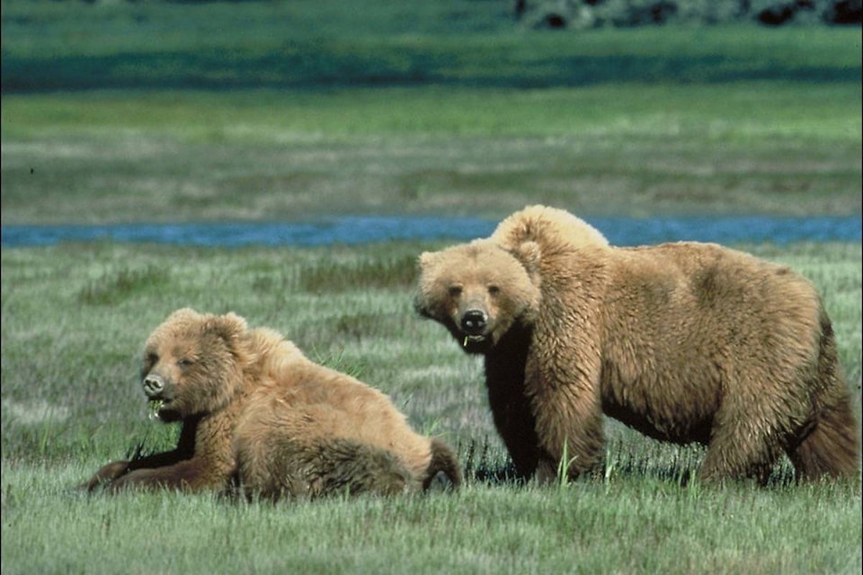 8183837_web1_170905-ACC-M-Grizzly-bears