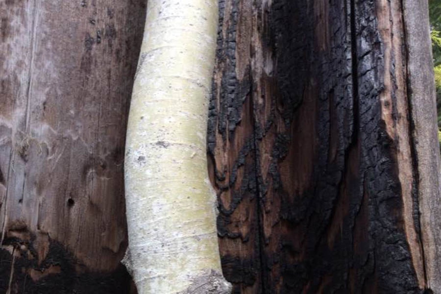 8696662_web1_170928_ACC_burned-tree-englishman-with-aspen-1