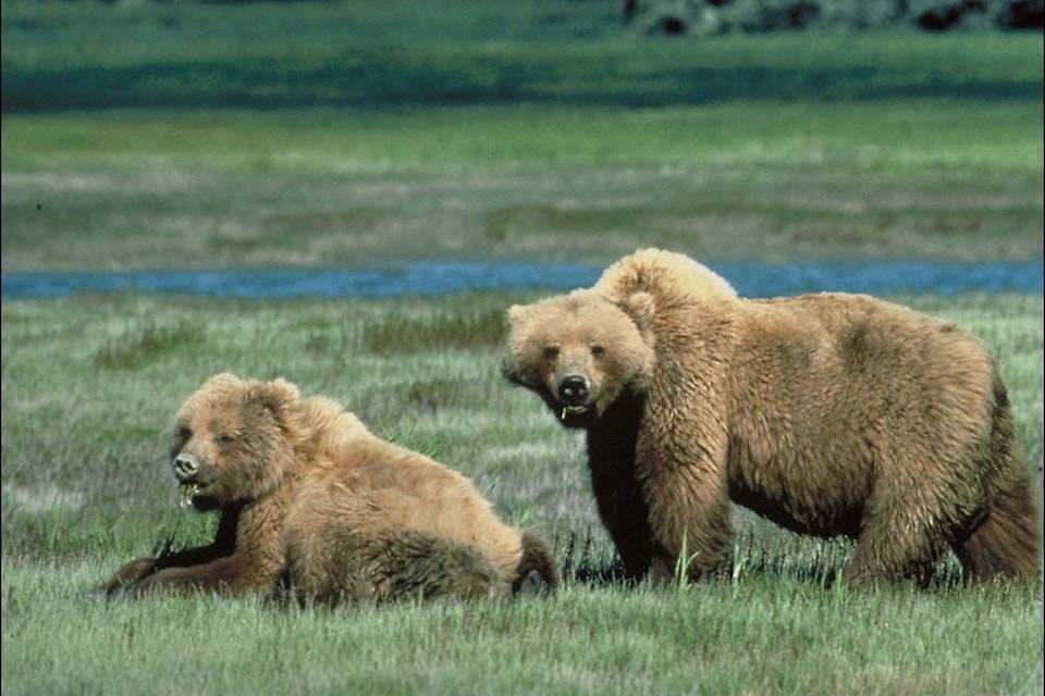 8845801_web1_171009-ACC-M-Grizzly-bears-2