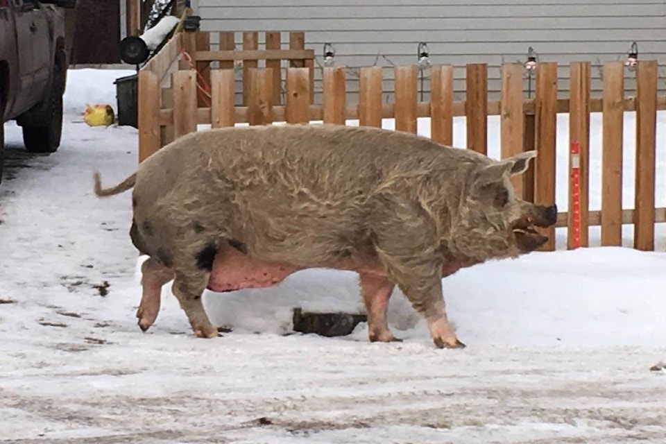 10181028_web1_180116-ACC-M-Howie-the-pig