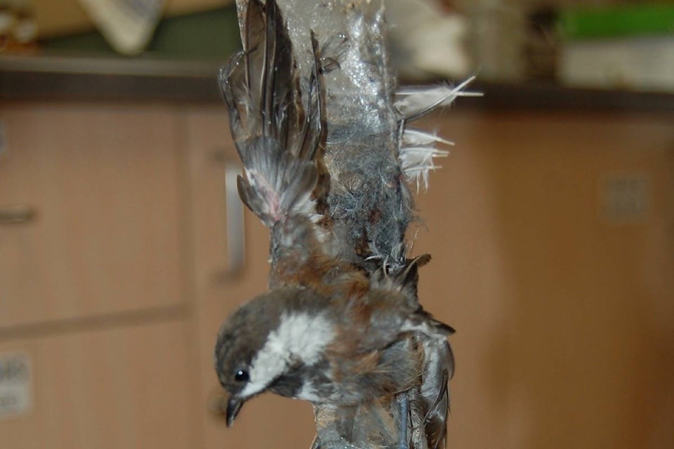 10869006_web1_180328-ACC-M-Chestnut-backed-Chickadees-in-glue-trap