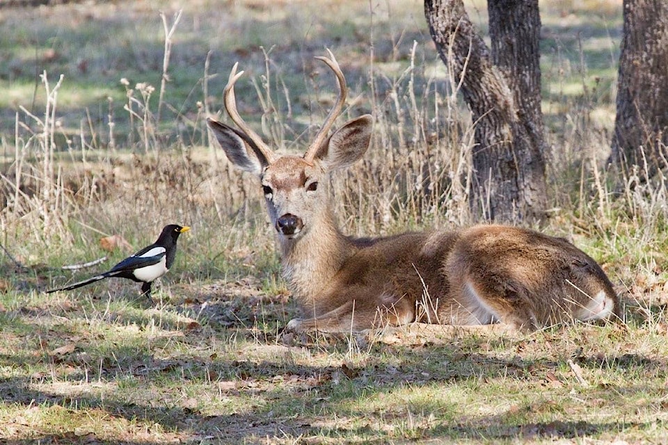 11375964_web1_180410-ACC-M-Deer-and-magpie-Bob-Bouton