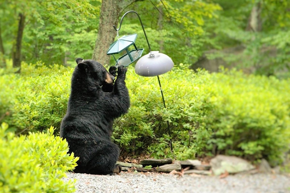 11467642_web1_180424-ACC-M-Bear-at-bird-feeder-PD