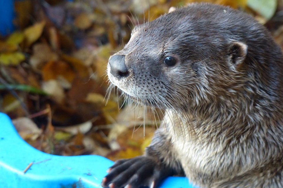 11552134_web1_river-otter-THUMB