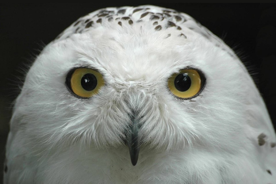 11771312_web1_180522-ACC-M-Snowy-Owl-Nature-Canada
