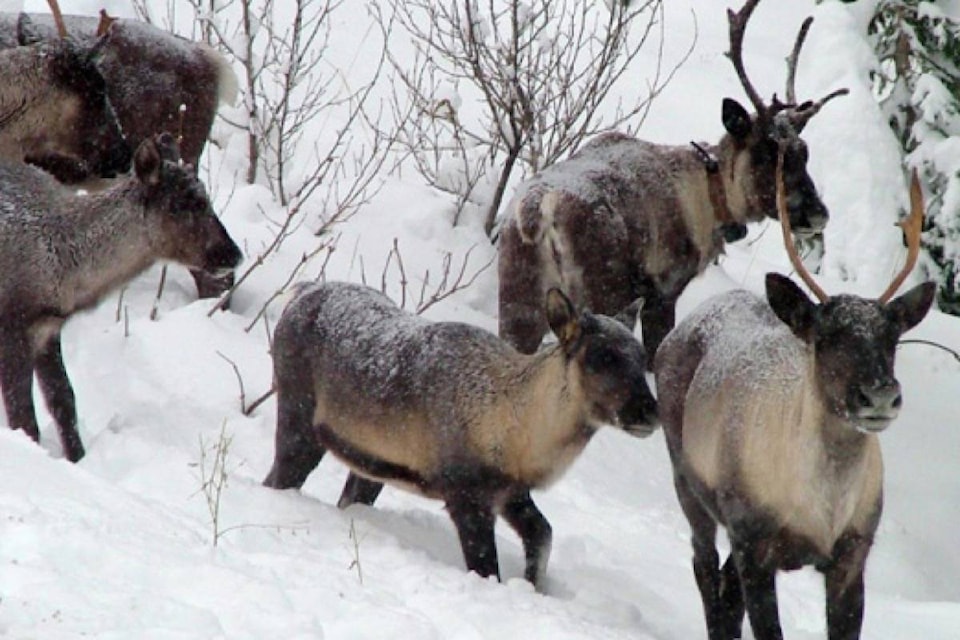 14715847_web1_190108-ACC-M-Caribou-BC-Forest-Service