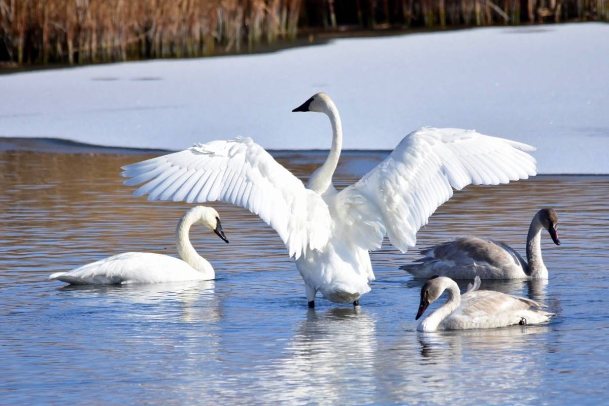 15694457_web1_190227-ACC-M-Trumpeter-swan-Tom-Koerner-USFWS