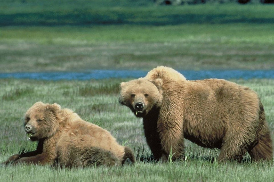 15302897_web1_190319-ACC-M-Grizzly-bears-2