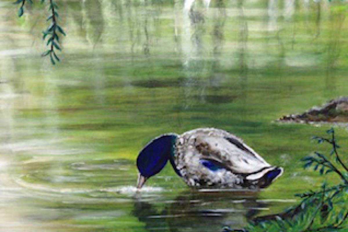 16021371_web1_190326-ACC-M-The-Duck-Pond