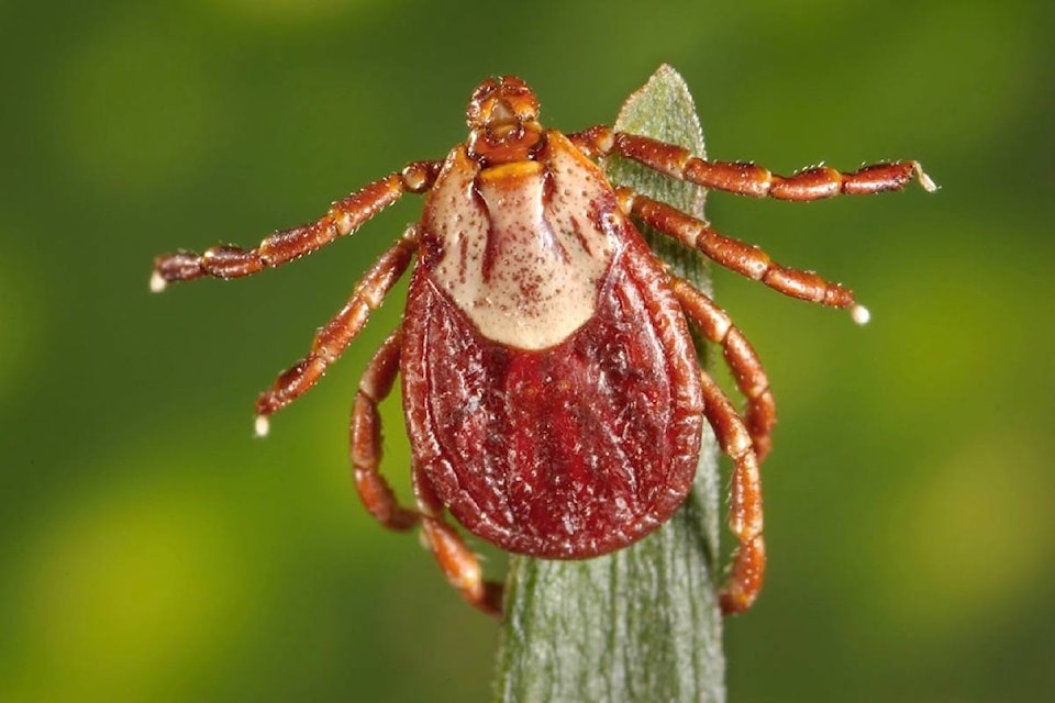 16201341_web1_190402-ACC-M-Female-Rocky-Mountain-wood-tick