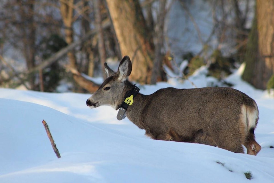 16201387_web1_190402-ACC-M-Mule-deer-tagged