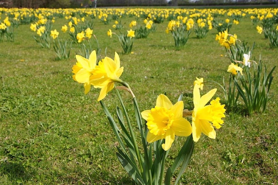 16201428_web1_190402-ACC-M-Daffodils-Martin-Abegglen
