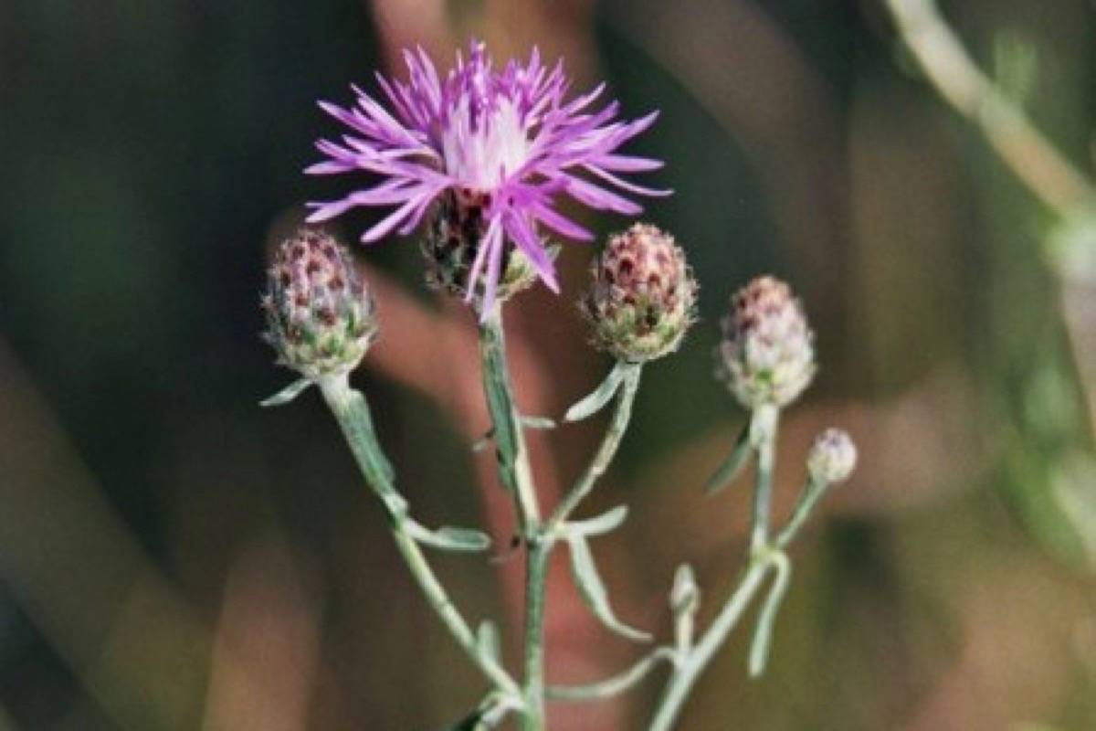 12555884_web1_190507-ACC-M-Spotted-knapweed-TNRD
