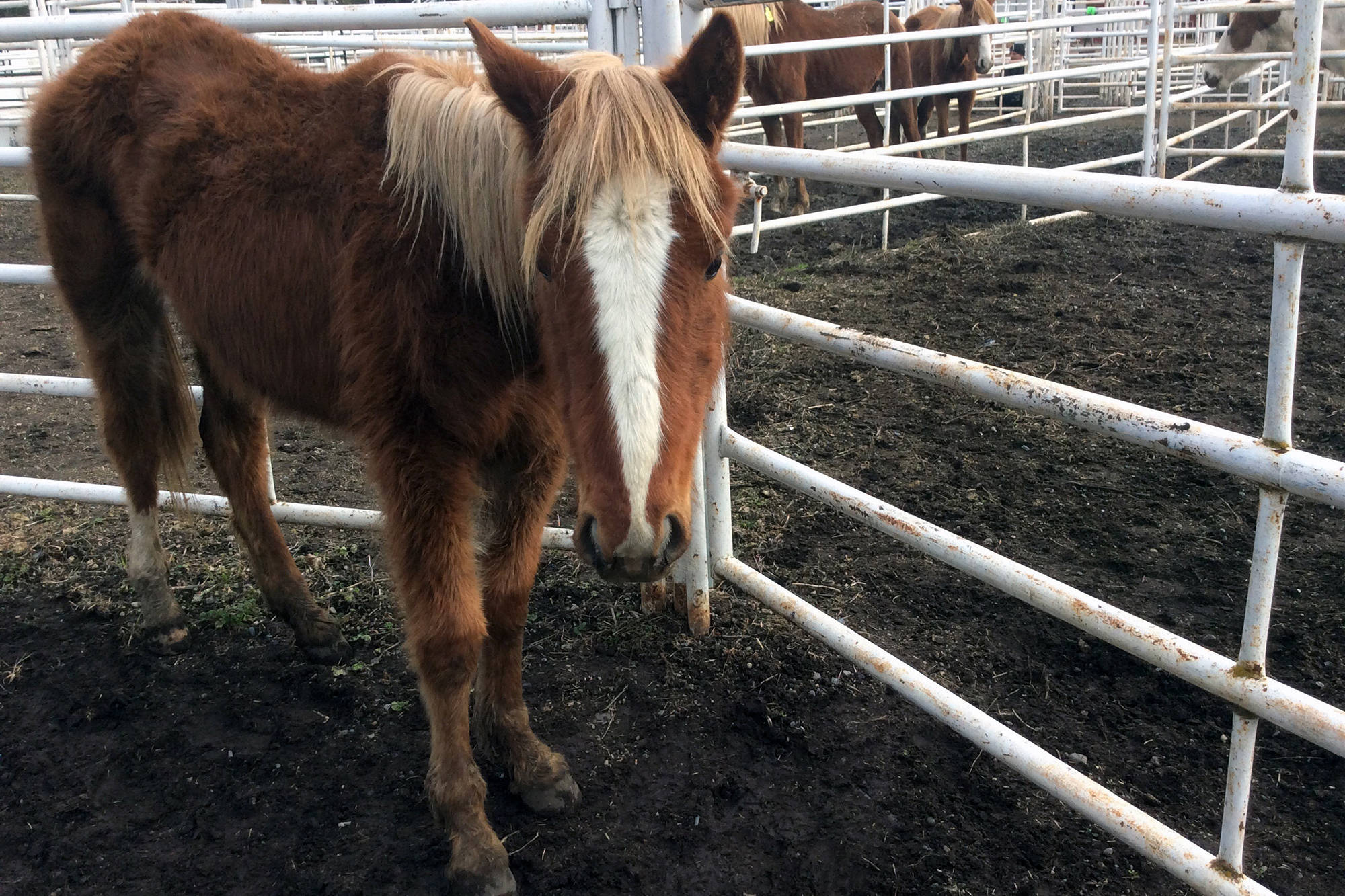 17857218_web1_190726-VMS-horses3