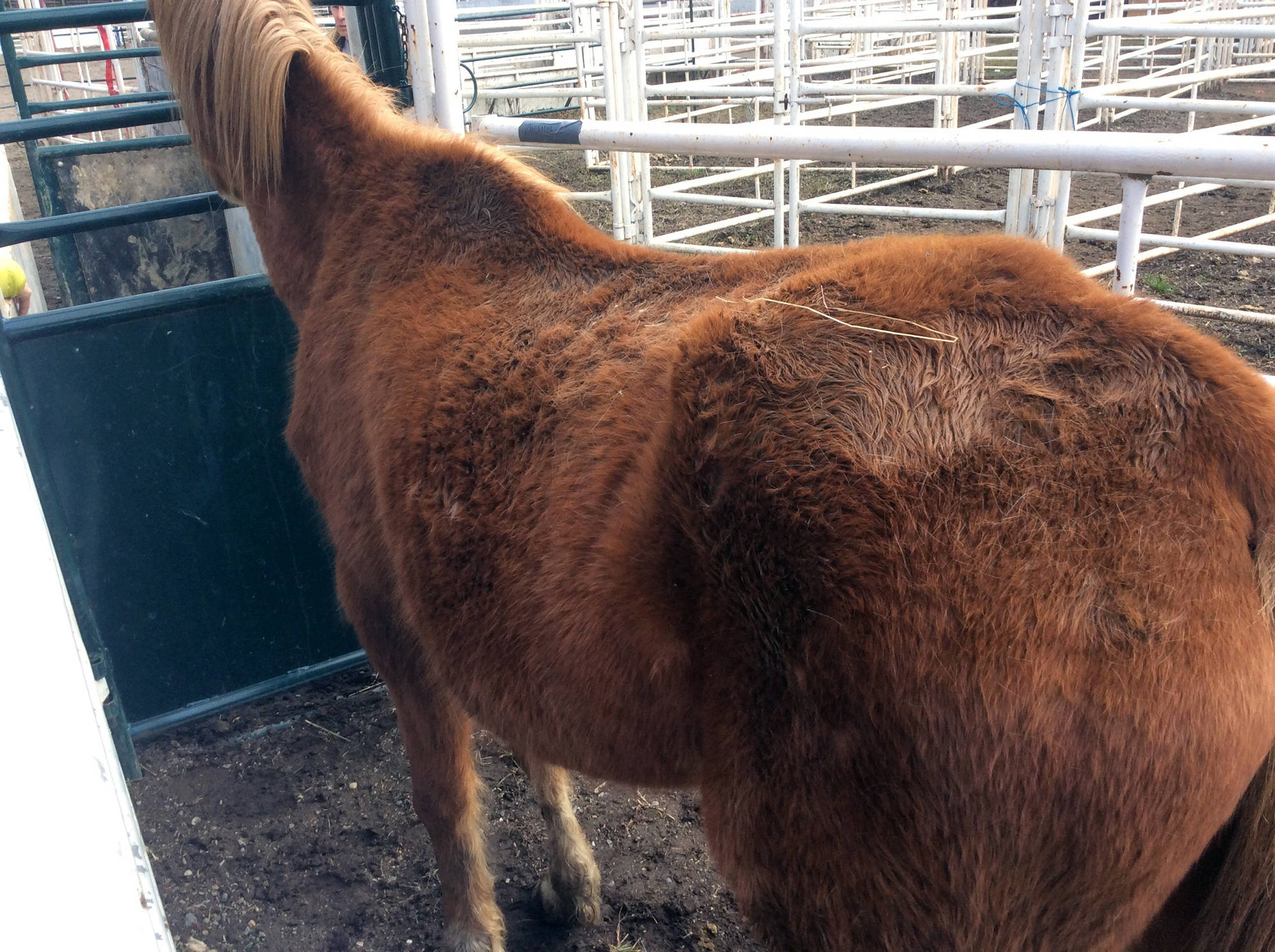 17857218_web1_190726-VMS-horses4